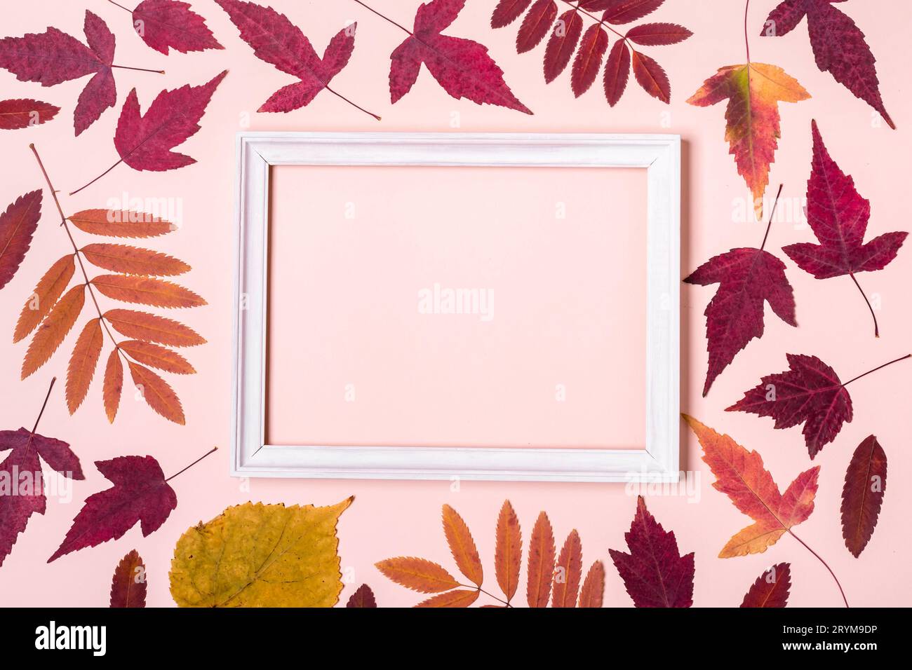 Cadre de feuilles d'automne multicolores sur fond pastel rose. Hello Autumn concept Banque D'Images