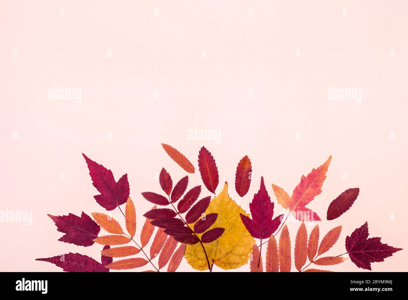 Feuilles d'automne multicolores sur fond pastel rose. Hello Autumn concept Banque D'Images