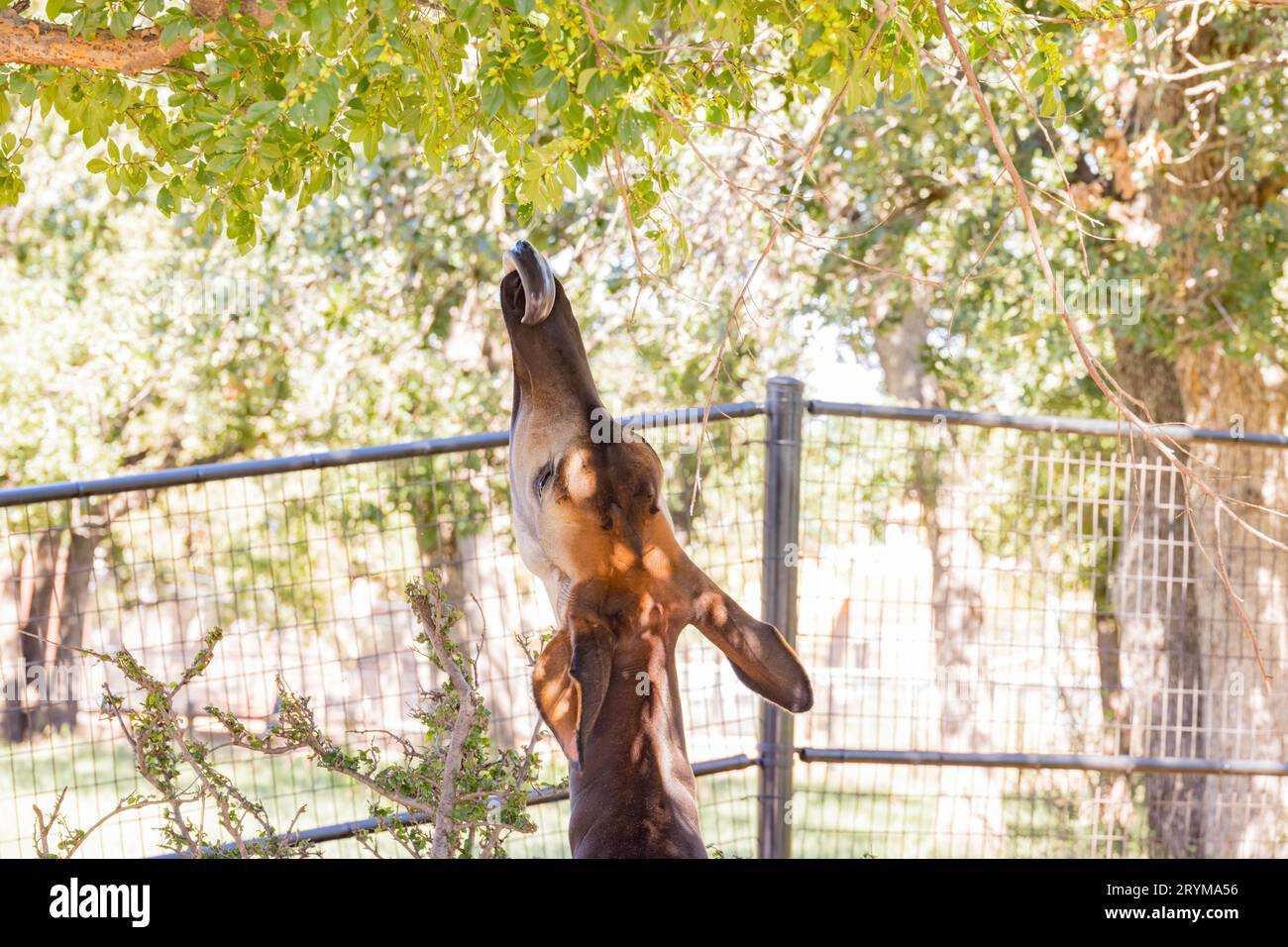 Gros plan d'Okapi essayant de manger des feuilles à Oklahoma Banque D'Images