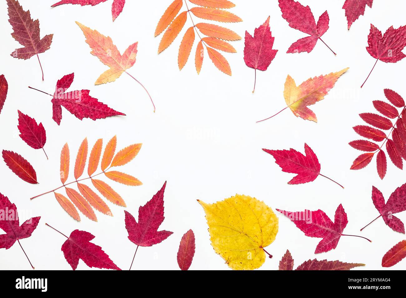 Cadre de feuilles d'automne multicolore. Bonjour, concept d'automne Banque D'Images