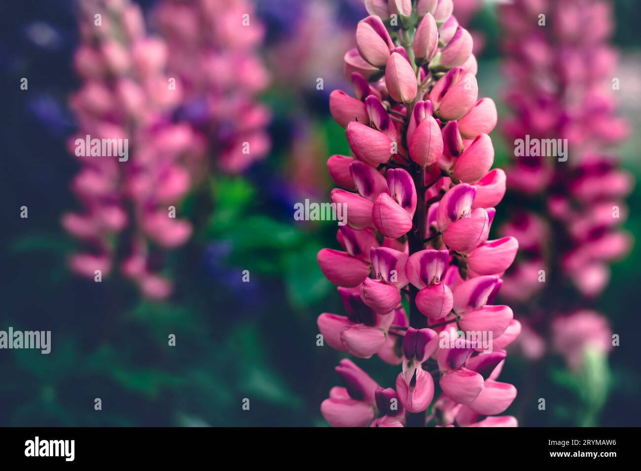 Belles fleurs de lupin rose en fleurs. Couleurs vives Moody. Fond d'été Banque D'Images