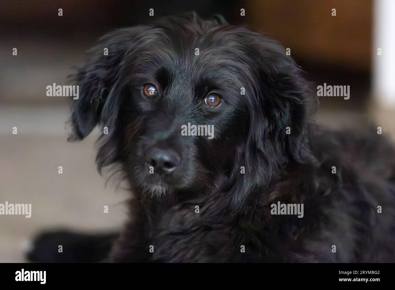Portrait de chiot de chien noir couché sur le sol Banque D'Images