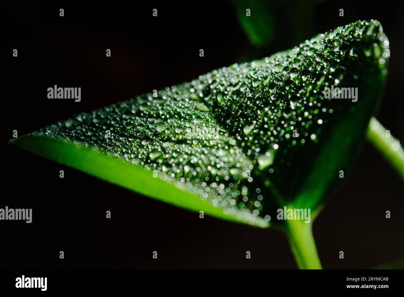 Feuille verte avec des gouttes d'eau pour le fond Banque D'Images