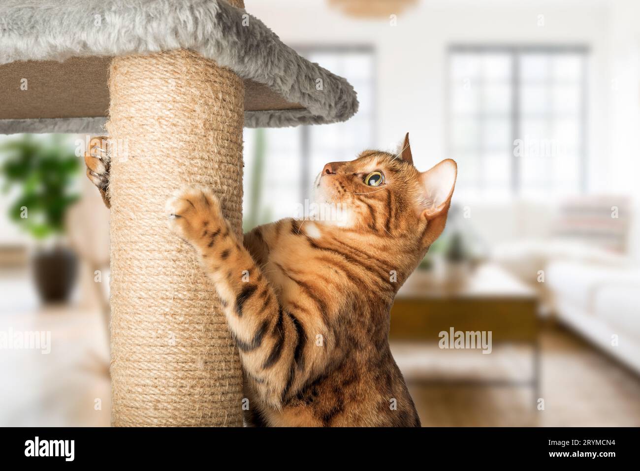 Un chat au gingembre avec un poteau de chat - un poteau de grattage sur le fond du salon. Banque D'Images