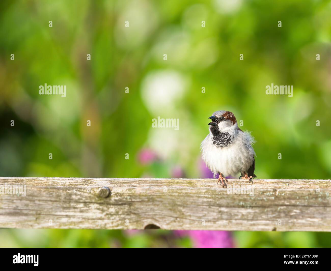 Un bébé mignon Maison Sparrow, passer domesticus, perché sur un poteau Banque D'Images