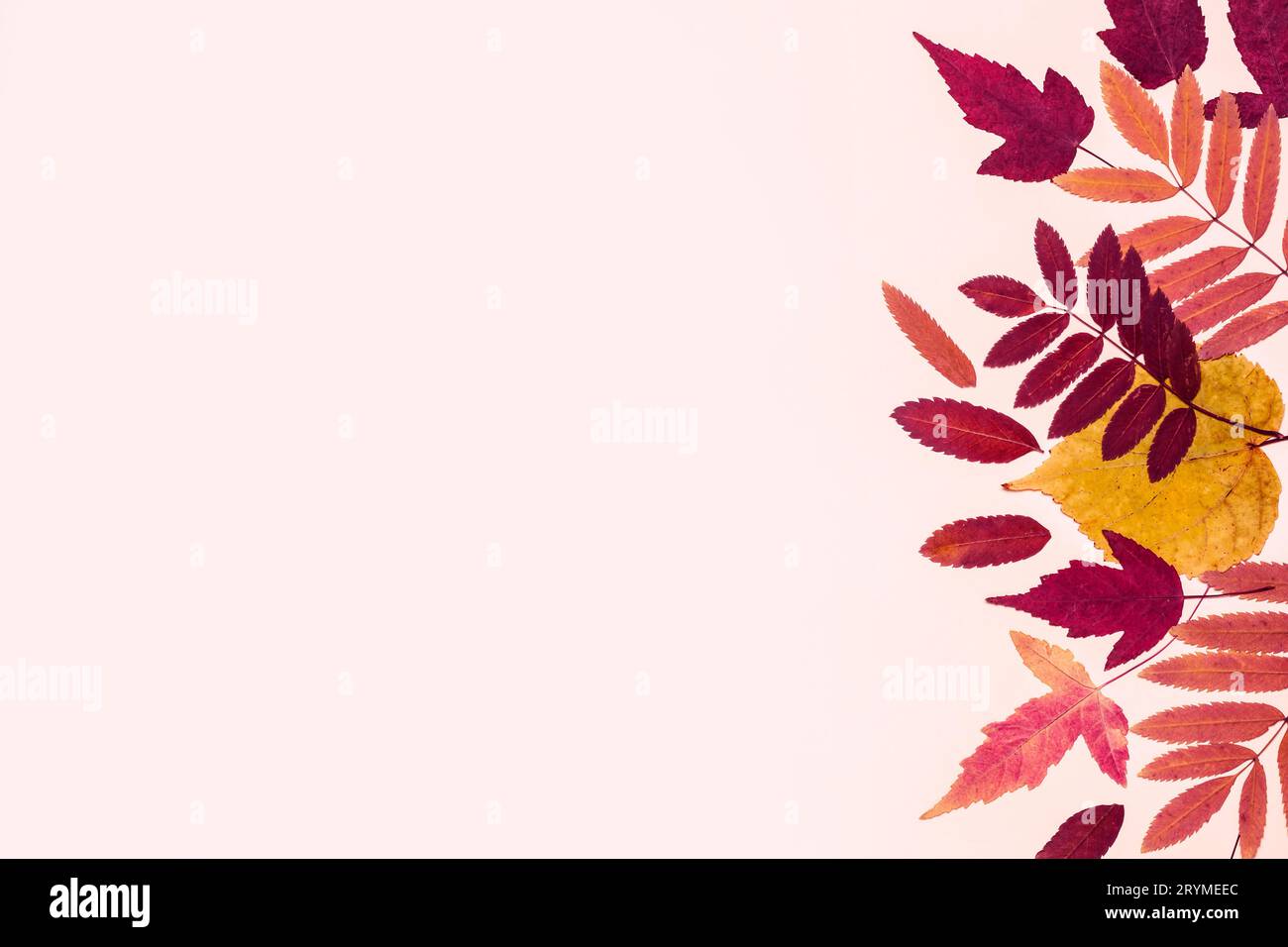 Feuilles d'automne multicolores sur fond pastel rose. Hello Autumn concept Banque D'Images