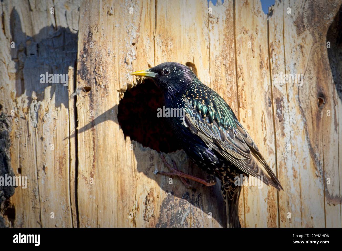 Starling s'accroche à l'arbre à l'extérieur du trou. Banque D'Images