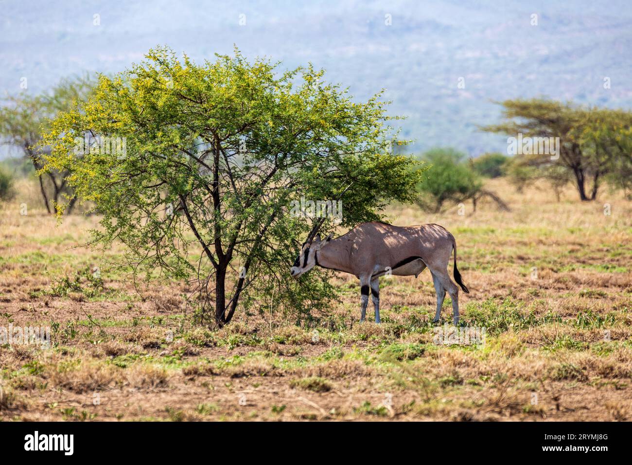 Oryx d'Afrique de l'est, Awash, faune éthiopienne Banque D'Images