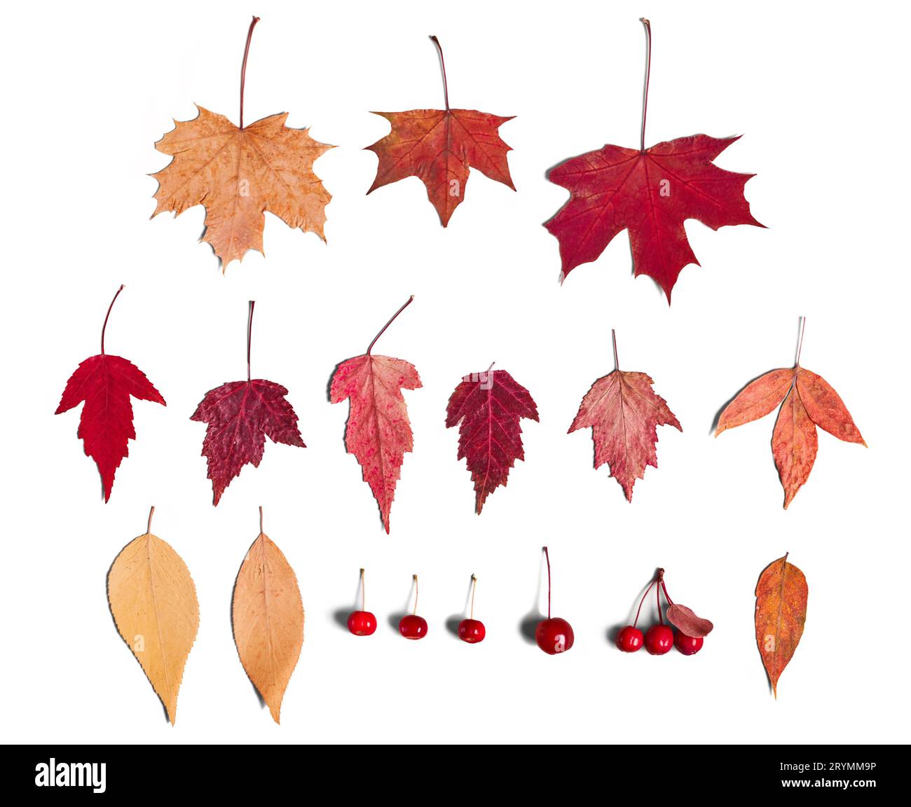 Feuilles d'automne colorées et baies ensemble isolé sur fond blanc Banque D'Images