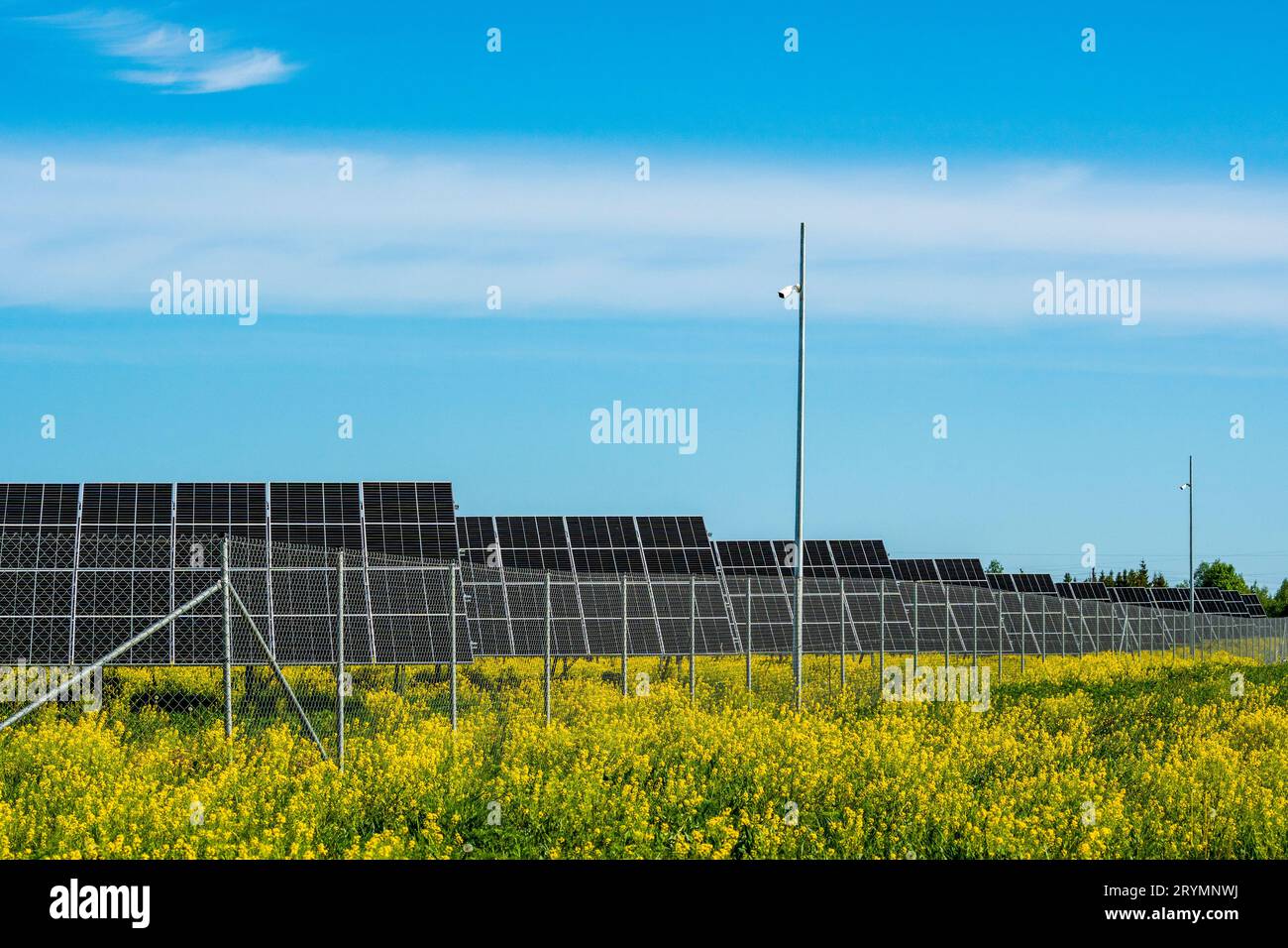 Centrale photovoltaïque au champ de colza jaune Banque D'Images