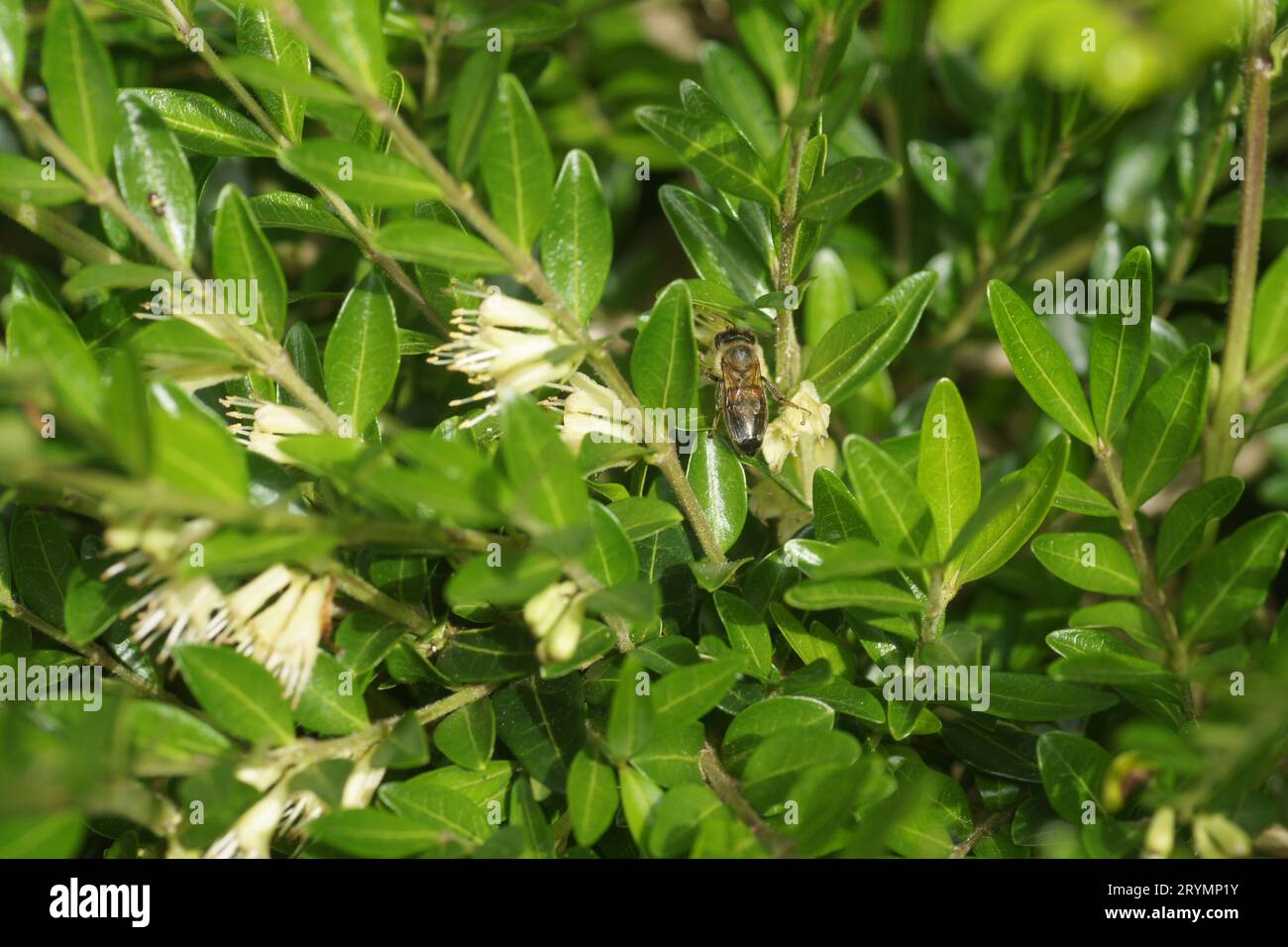 Lonicera nitida, chèvrefeuille en boîte, avec abeille Banque D'Images