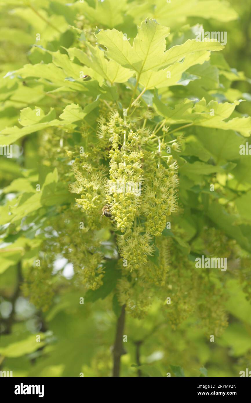 Acer pseudoplatanus, érable sycomore, fleurs avec abeille Banque D'Images