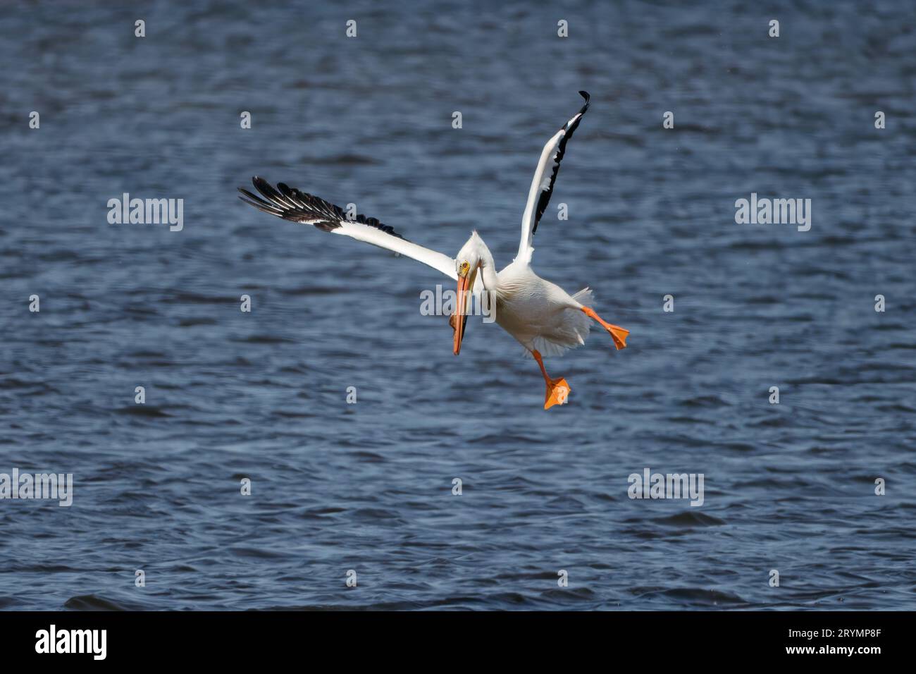 Pélican blanc (Pelecanus erythrorhynchos) Banque D'Images