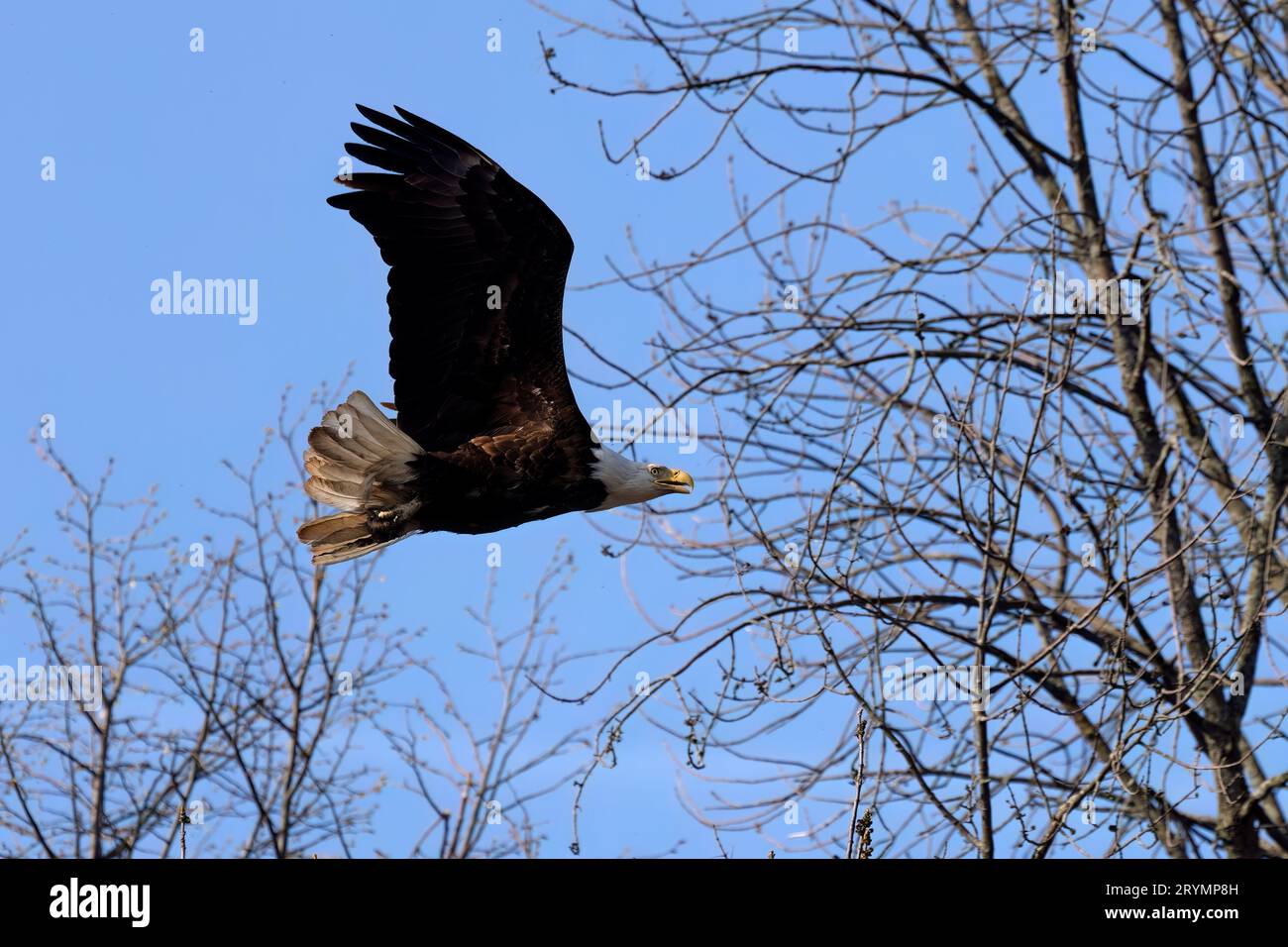 L'aigle royal (Haliaeetus leucocephalus) Banque D'Images