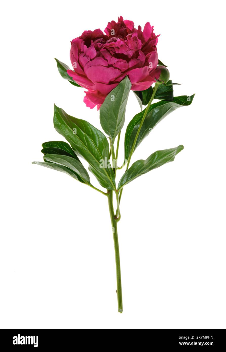 Belle pivoine violette isolée sur fond blanc Banque D'Images