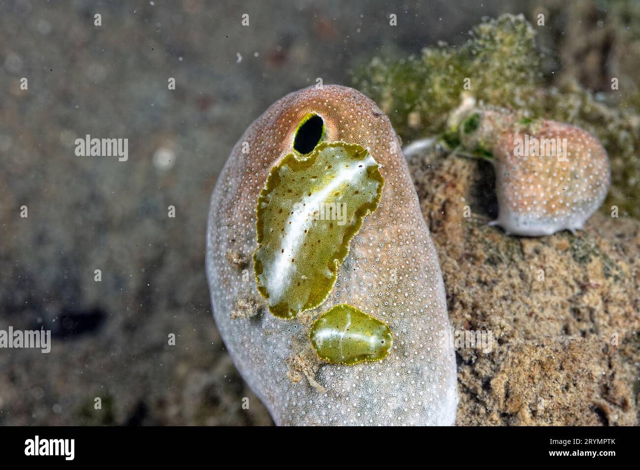 Les belles couleurs des nudibranches Banque D'Images