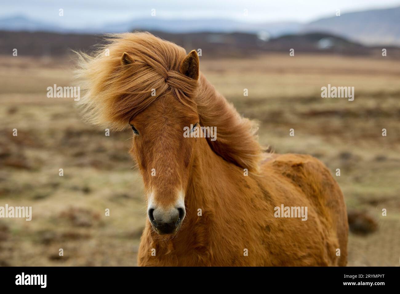 Un jeune cheval islandais, (Equus ferus caballus), Islande, Europe Banque D'Images