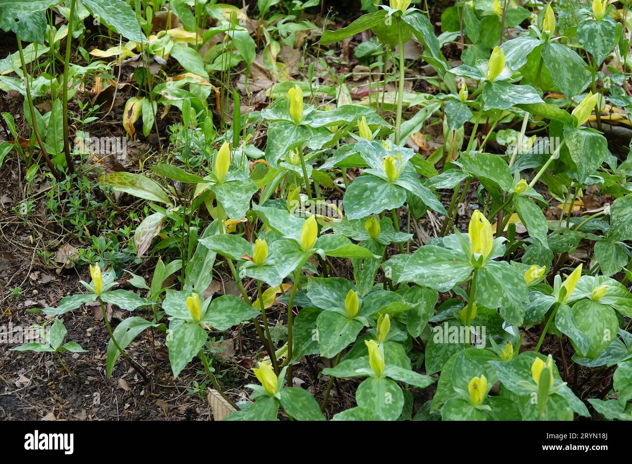 Trillium luteum, lys jaune Banque D'Images