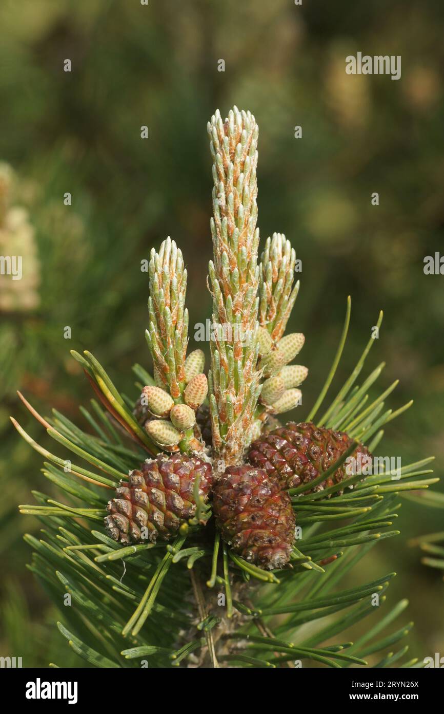 Pinus mugo, Bergkiefer, pin de montagne, junge Triebe, Blueten, Zapfen, jeunes pousses, fleurs, cônes Banque D'Images