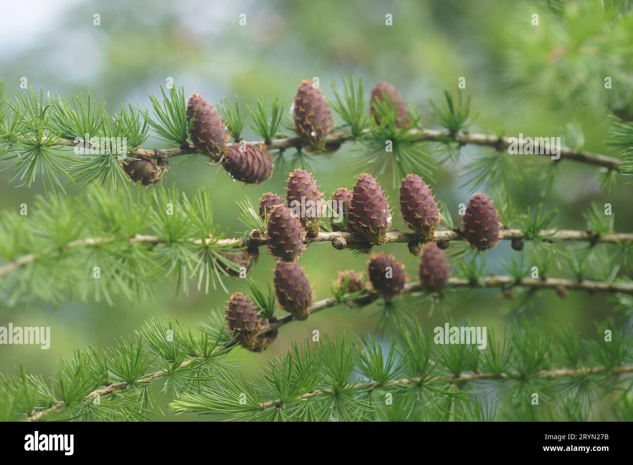 Larix europaea, mélèze européen, nedles frais et fleurs Banque D'Images