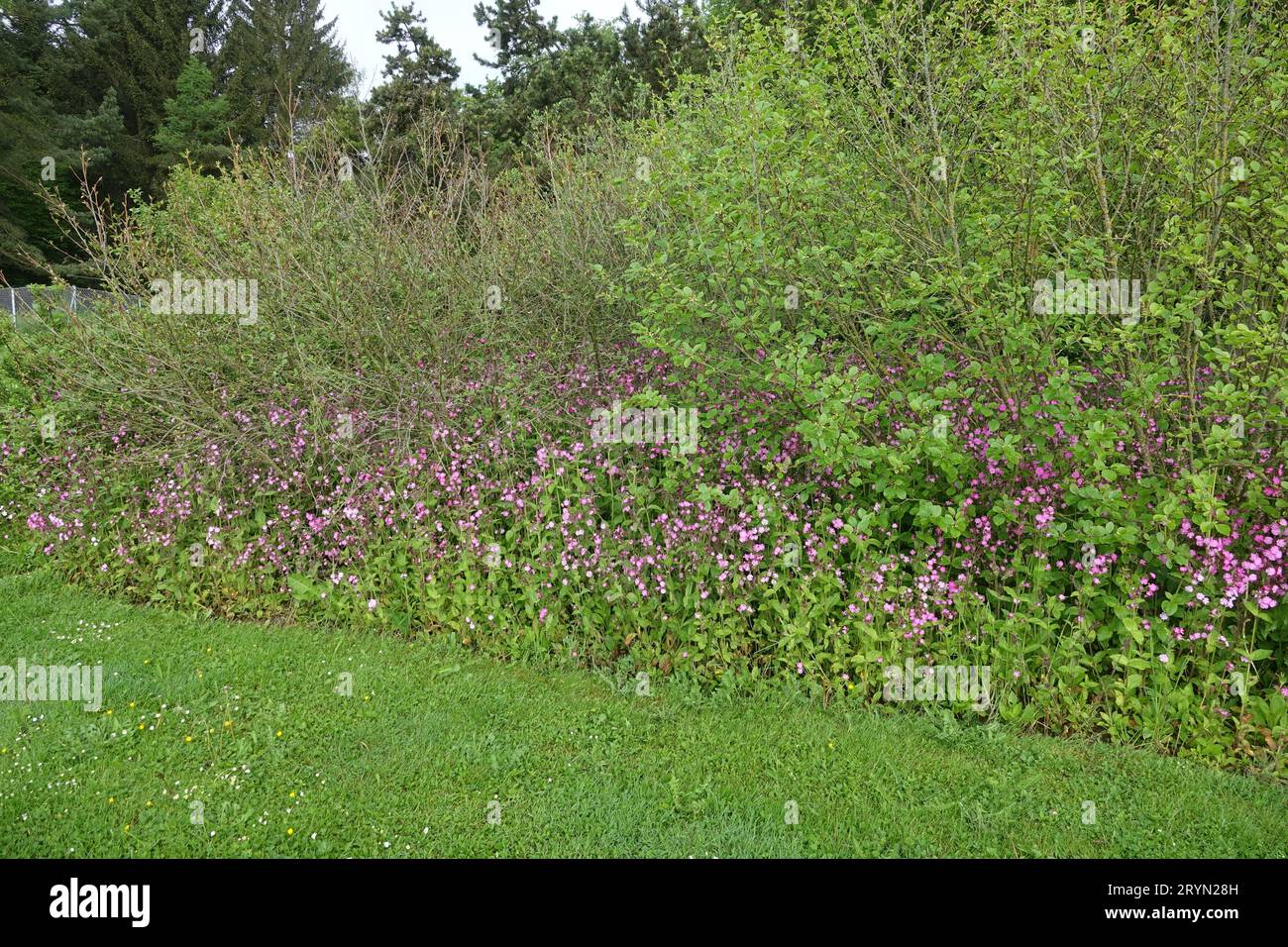 Silene dioica, red campion Banque D'Images