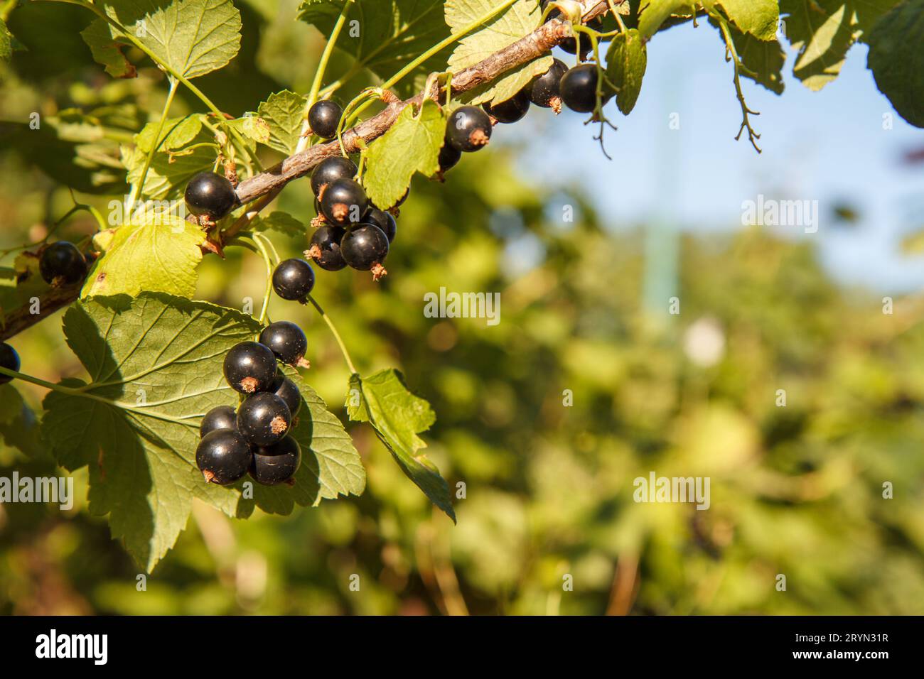 Cassis noirs sur un buisson poussant dans le jardin dans la journée d'été. Banque D'Images
