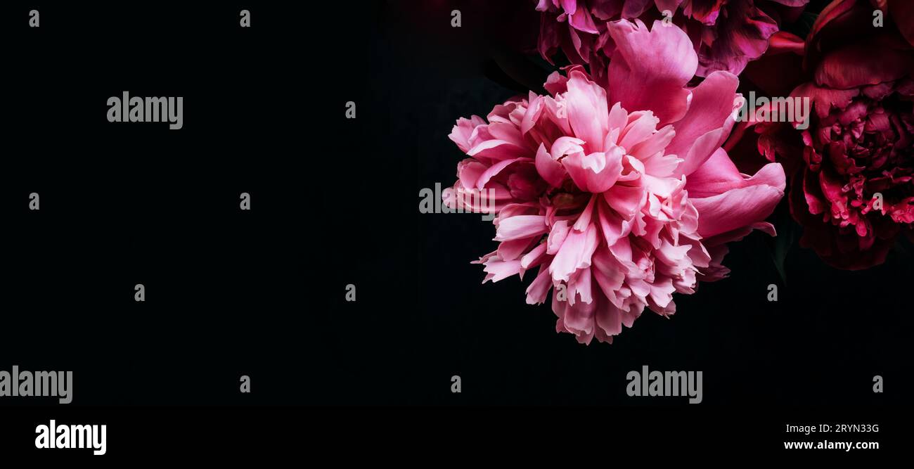 Belle pivoine sur bannière noire. Fond floral. Flou artistique, espace de copie Banque D'Images