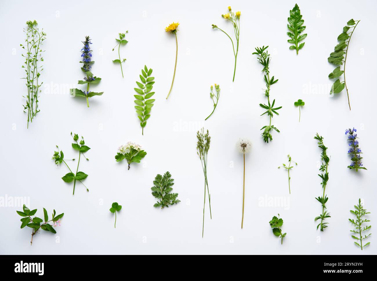 Ensemble botanique de diverses feuilles, plantes et fleurs sur fond blanc Banque D'Images