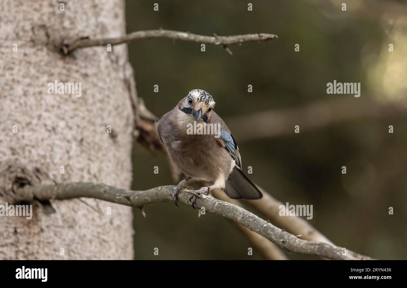 geai eurasien (Garrulus glandarius) à la recherche de nourriture Banque D'Images