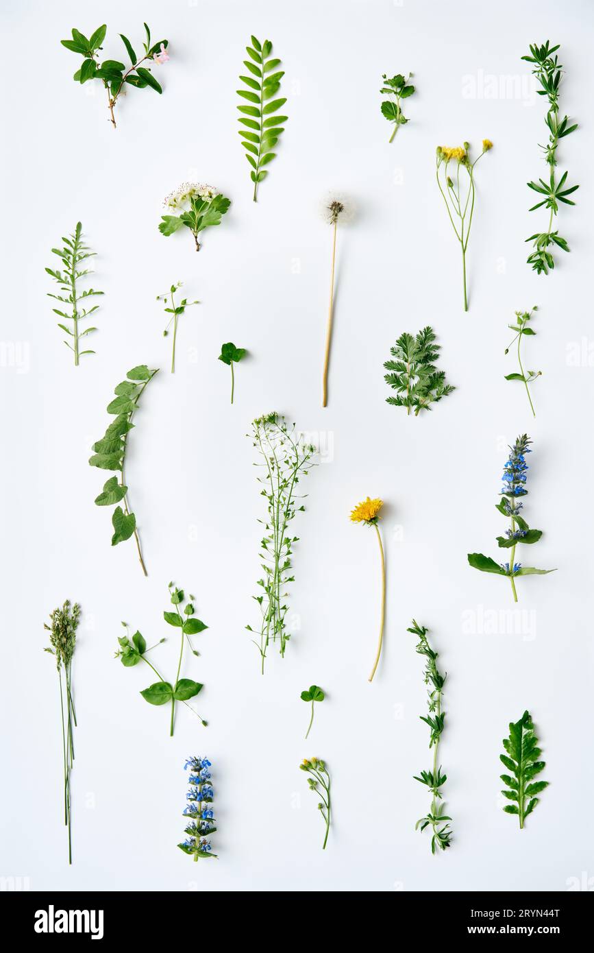 Ensemble botanique de feuilles, plantes et fleurs sur fond blanc. Banque D'Images