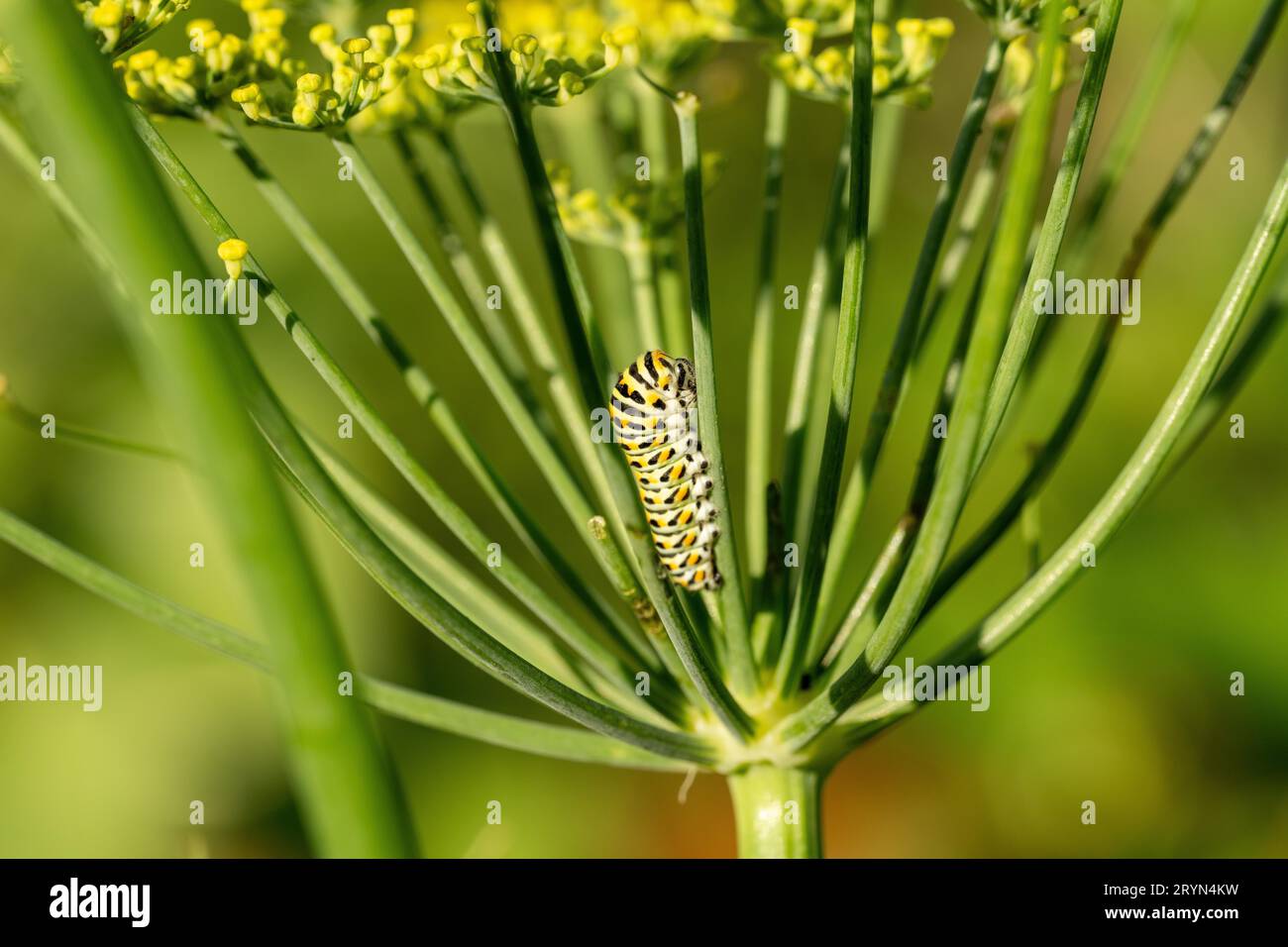 Queue d'aronde (Papilio machaon) assise sur la fleur de fenouil dans le jardin, Canton de Berne, Suisse Banque D'Images