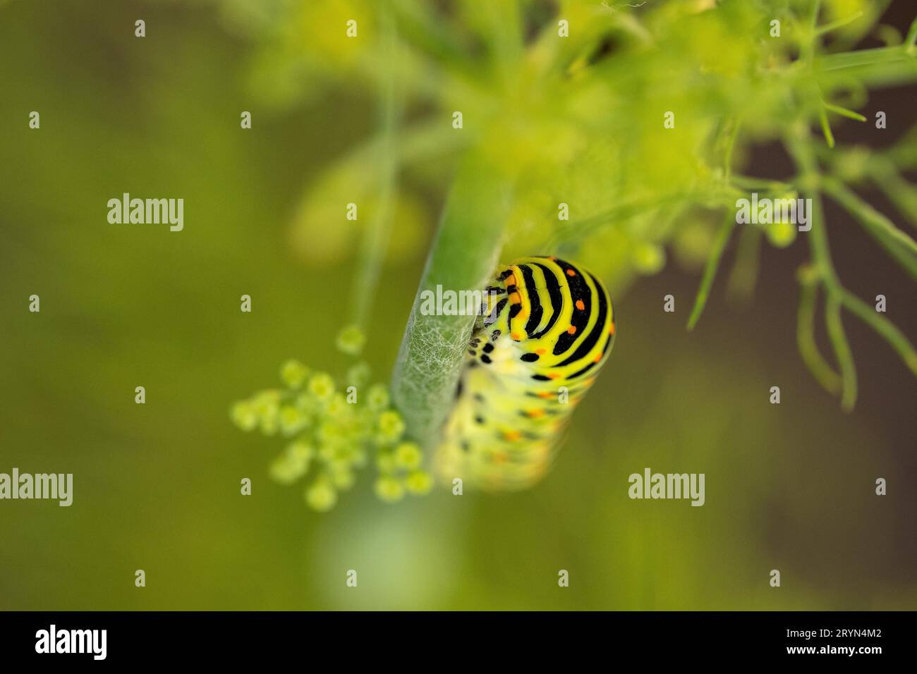 Queue d'aronde (Papilio machaon) assise sur le fenouil dans le jardin, Canton de Berne, Suisse Banque D'Images