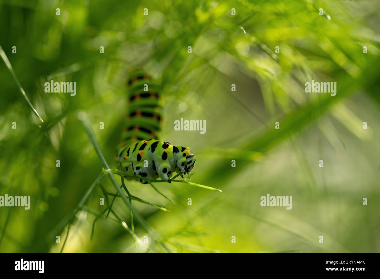 Queue d'aronde (Papilio machaon) se nourrissant de fenouil dans le jardin, canton de Berne, Suisse Banque D'Images