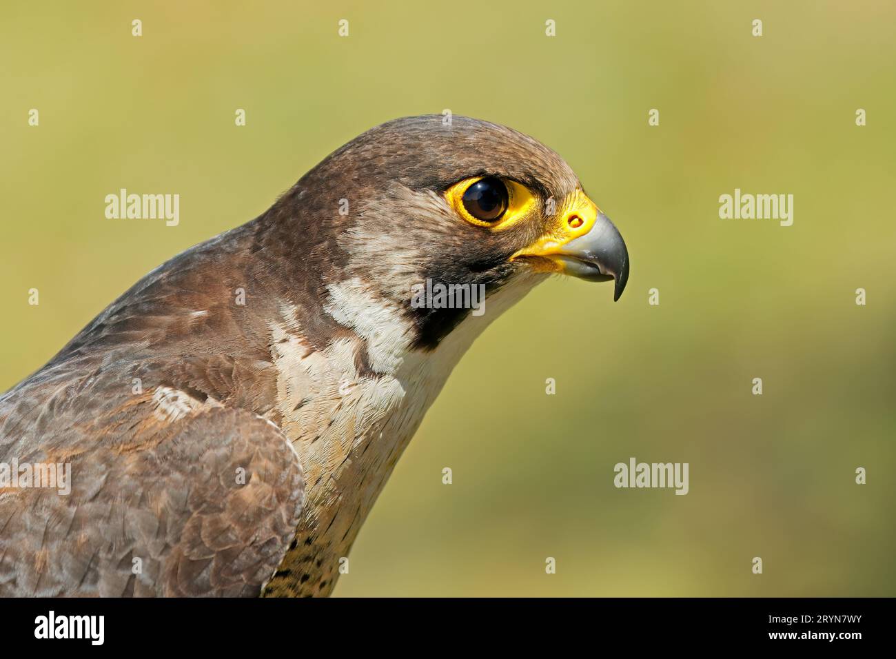 Portrait d'un faucon de lanner alerte (Falco biarmicus), Afrique du Sud Banque D'Images