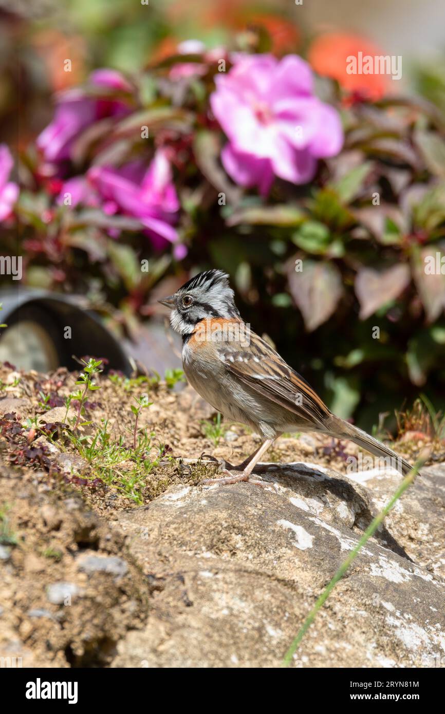 Bruant à collier ou Bruant andin, San Gerardo de Dota, observation de la faune et des oiseaux au Costa Rica. Banque D'Images