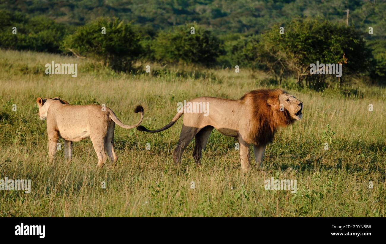 Les Lions africains lors d'un safari en voiture dans le parc national Kruger en Afrique du Sud Banque D'Images