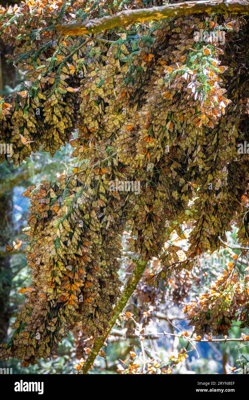 Réserve de biosphère des papillons Monarch à Michoacan, Mexique Banque D'Images