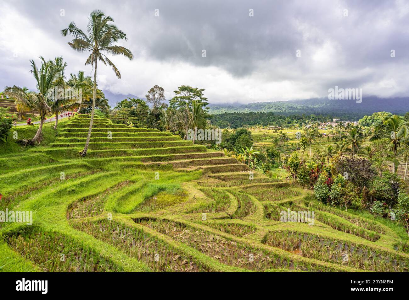 Terrasses de riz Jatiluwih à Bali, Indonésie Banque D'Images