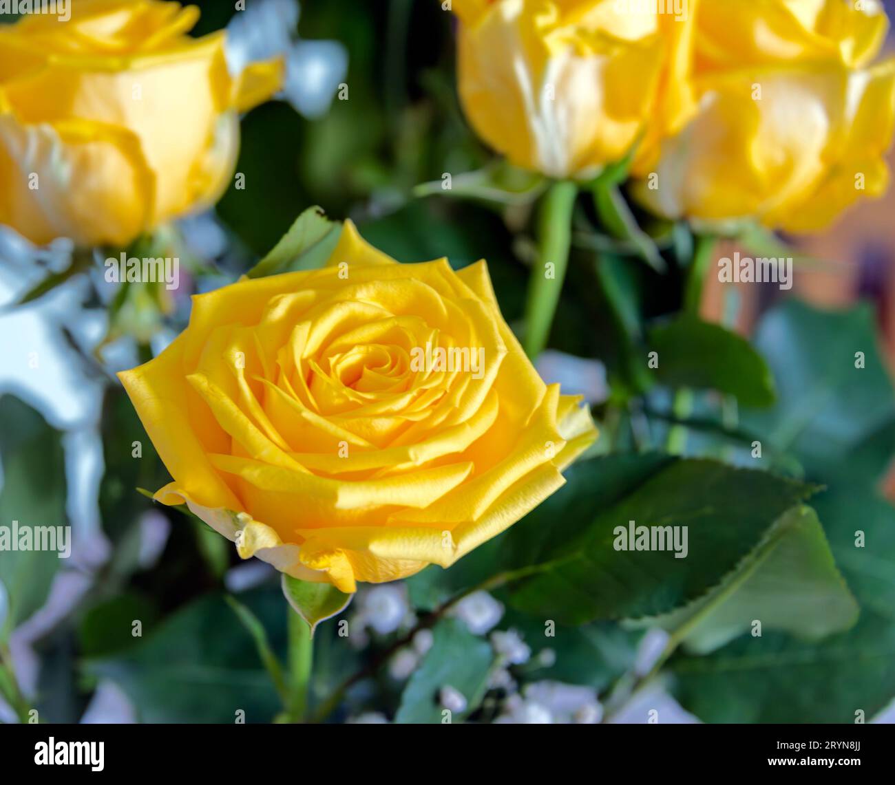 Photo macro rose jaune gros plan Banque D'Images
