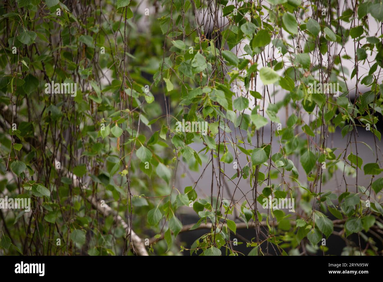 Harmonie avec la nature : écureuils dans un environnement vert Banque D'Images