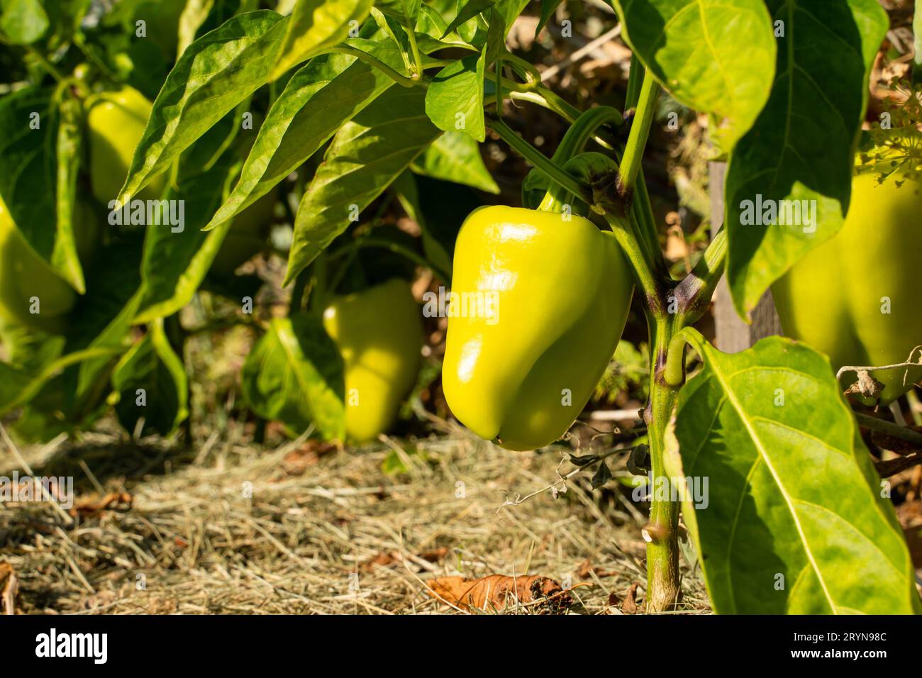 Poivron jaune poussant dans un lit de jardin à la maison tôt le matin, les rayons de l'aube du soleil. Cultiver des poivrons doux sur une plantation Banque D'Images