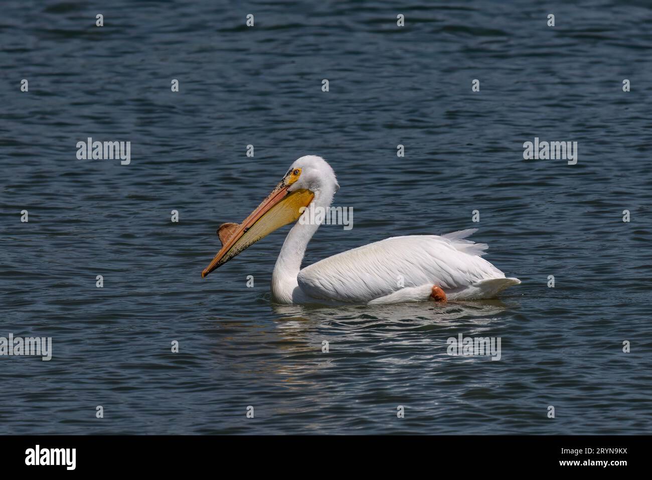 Pélican blanc (Pelecanus erythrorhynchos) Banque D'Images