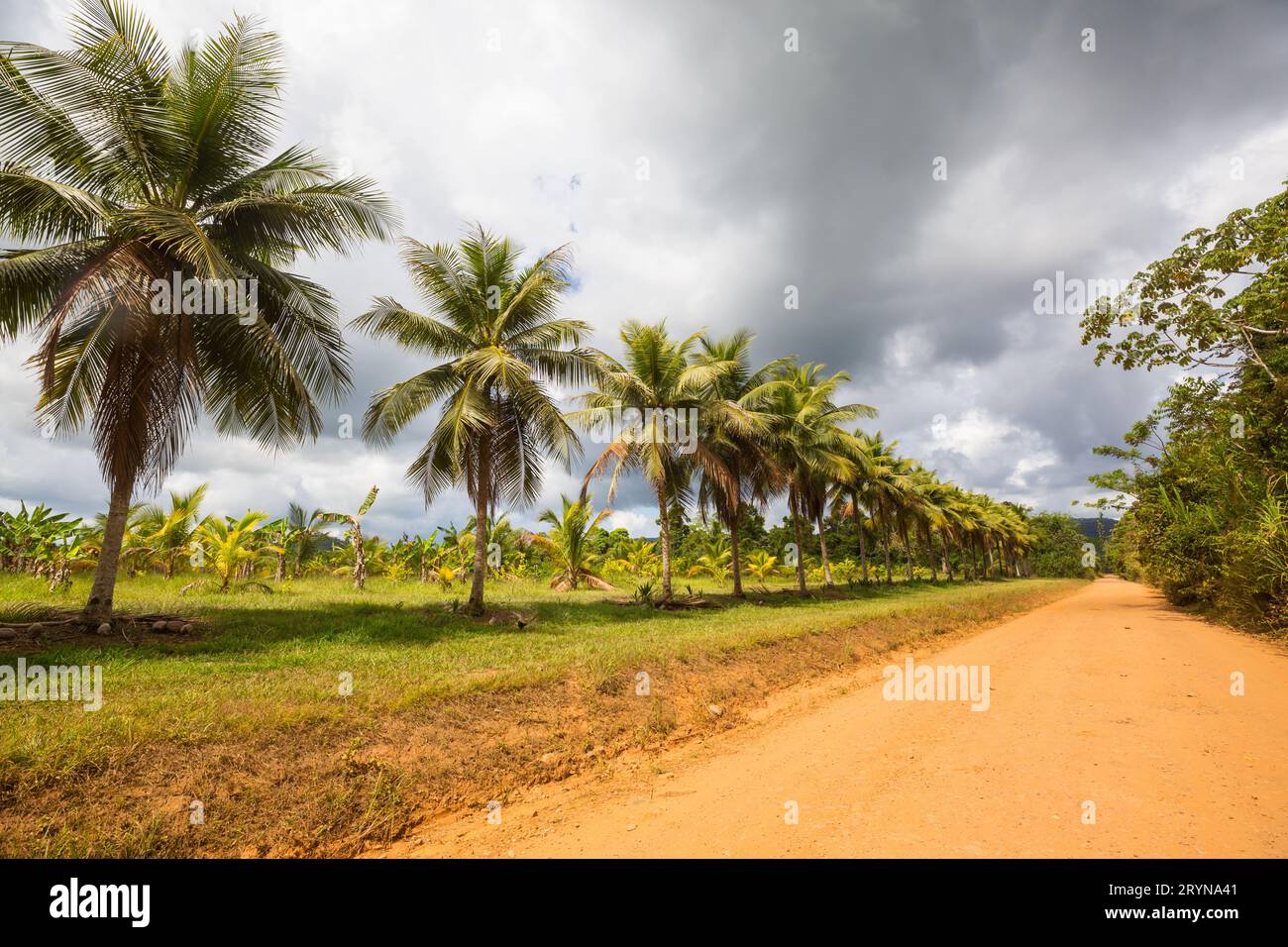 Route au Belize Banque D'Images