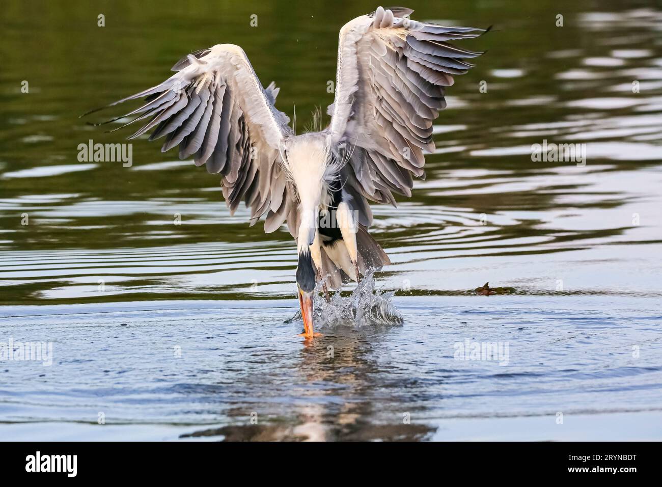 Cocoi Heron (Ardea cocoi) attrape un Pirhana avec son long bec dans une rivière, Pantanal Wetlands Banque D'Images