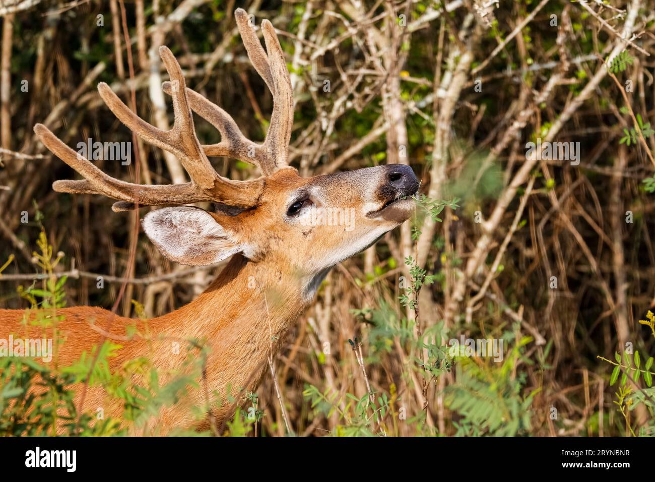 Cerf mâle de Pampas avec de gros bois mangeant des feuilles vertes d'un buisson au soleil Banque D'Images