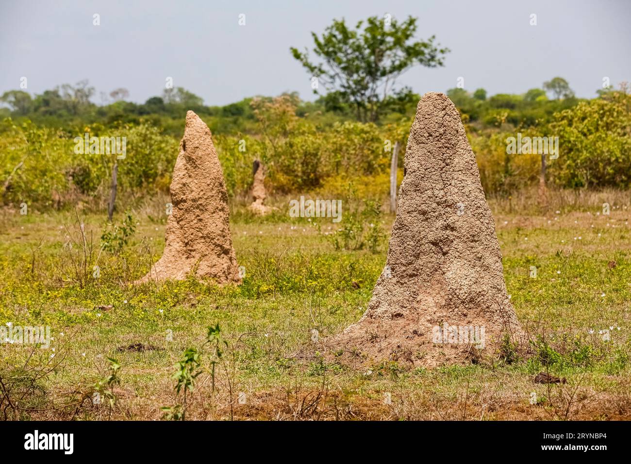 Termite monte dans le paysage rural des zones humides du Pantanal, Mato Grosso, Brésil Banque D'Images