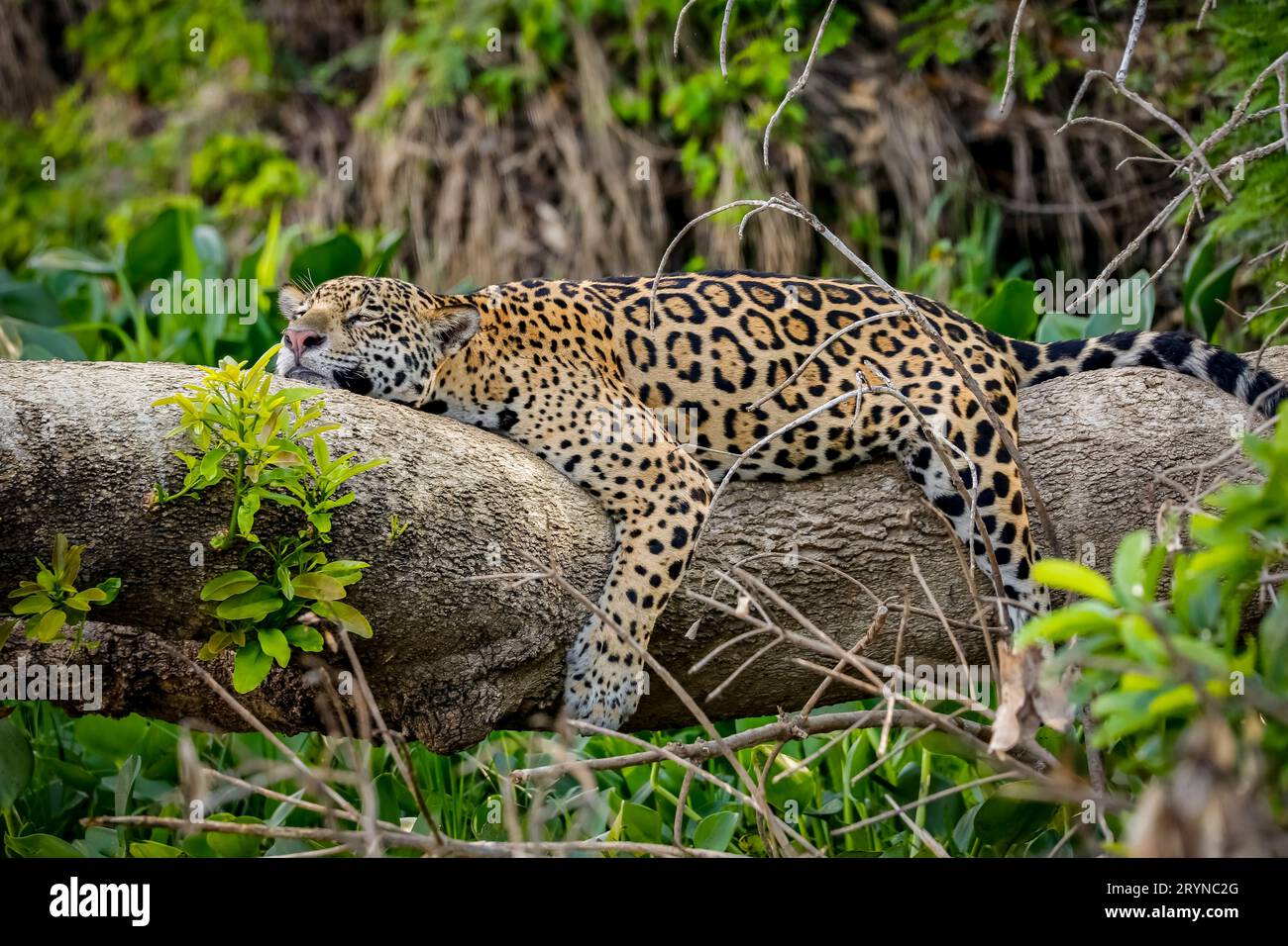 Jaguar reposant à plat sur un tronc d'arbre en position amusante au bord de la rivière, la tête sur le tronc et les jambes pendent Banque D'Images
