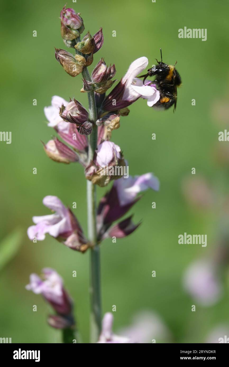 Salvia officinalis, sauge, avec bourdon Banque D'Images