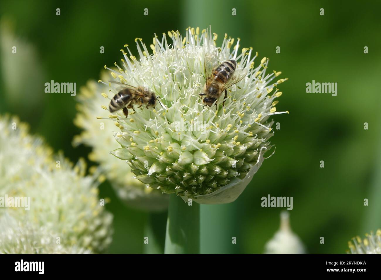 Allium cepa, oignon, avec abeilles Banque D'Images