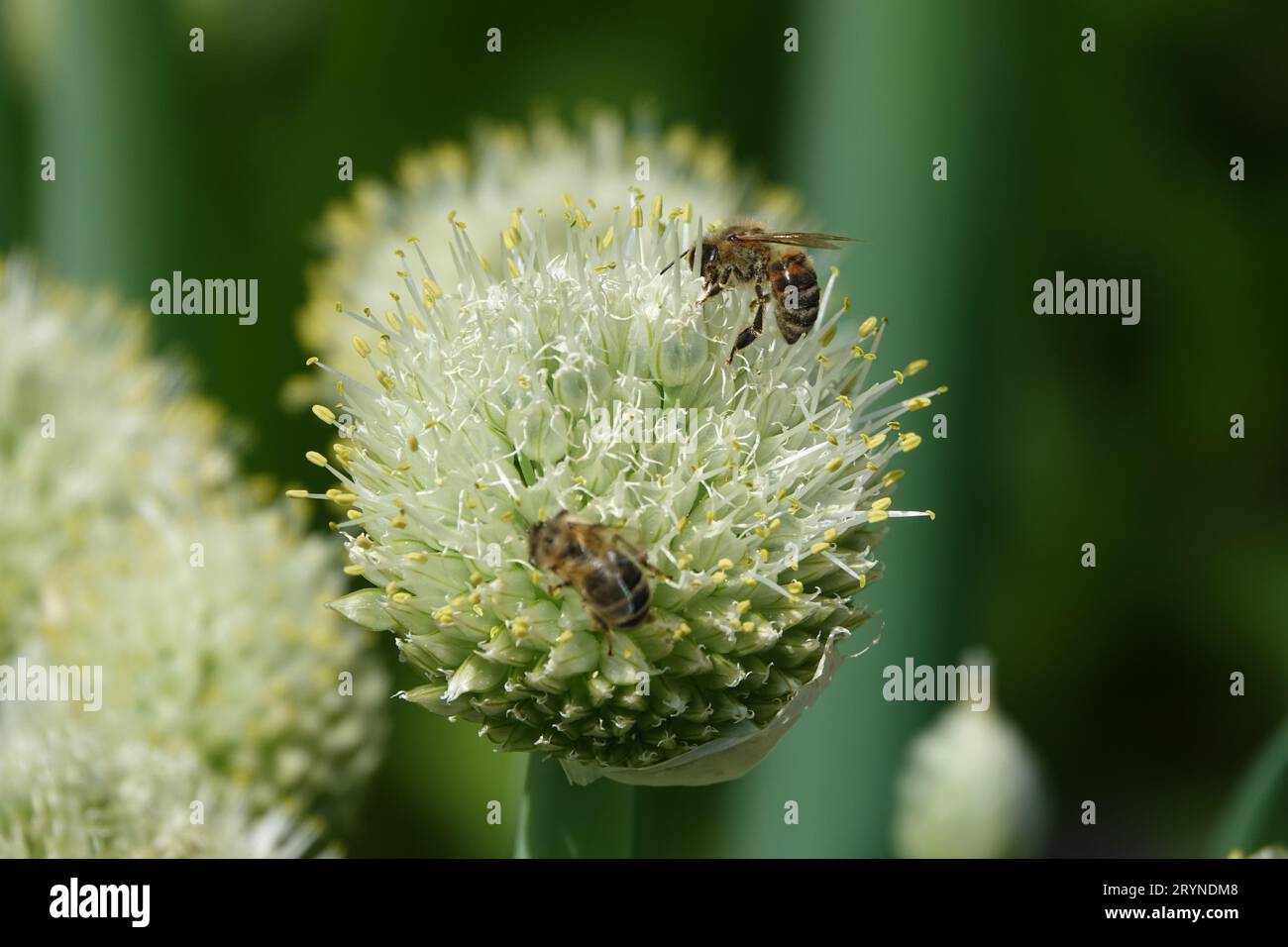 Allium cepa, oignon, avec abeilles Banque D'Images